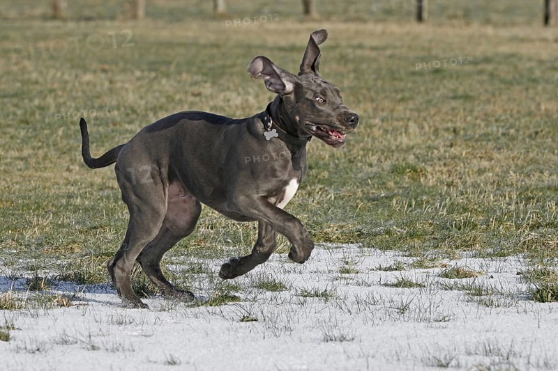 Great Dane, 16 weeks old