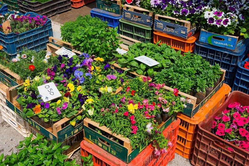 Flowers and herbs displayed in wooden crates at a market, Market, Nafplio, Nauplia, Nauplion, Nafplion, Argolis, Peloponnese, Greece, Europe