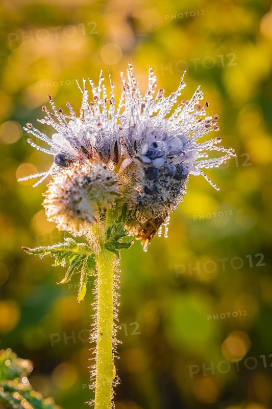 A pale blue flower in the morning dew, surrounded by yellow light and cobwebs, Gechingen, Black Forest, Germany, Europe