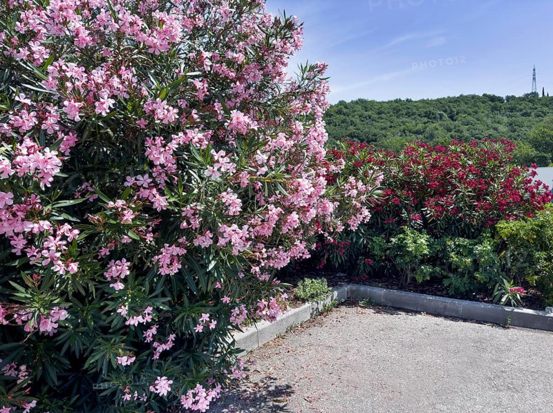 Flowering oleander (Nerium oleander), Italy, Europe