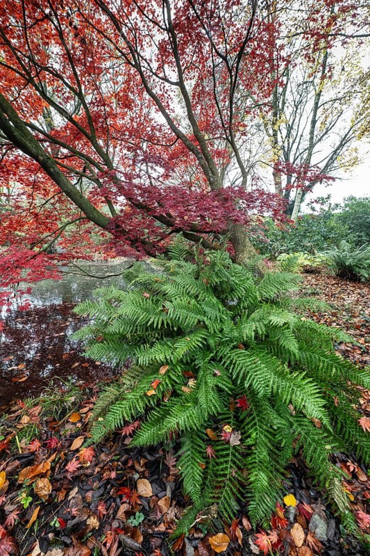 Japanese fan maple (Acer palmatum Trompenburg), autumn colours, Emsland, Lower Saxony, Germany, Europe