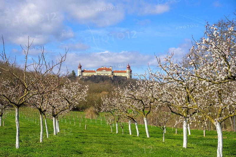 Blossoming apricot trees and Göttweig Abbey, Paudorf, Lower Austria, Austria, Europe