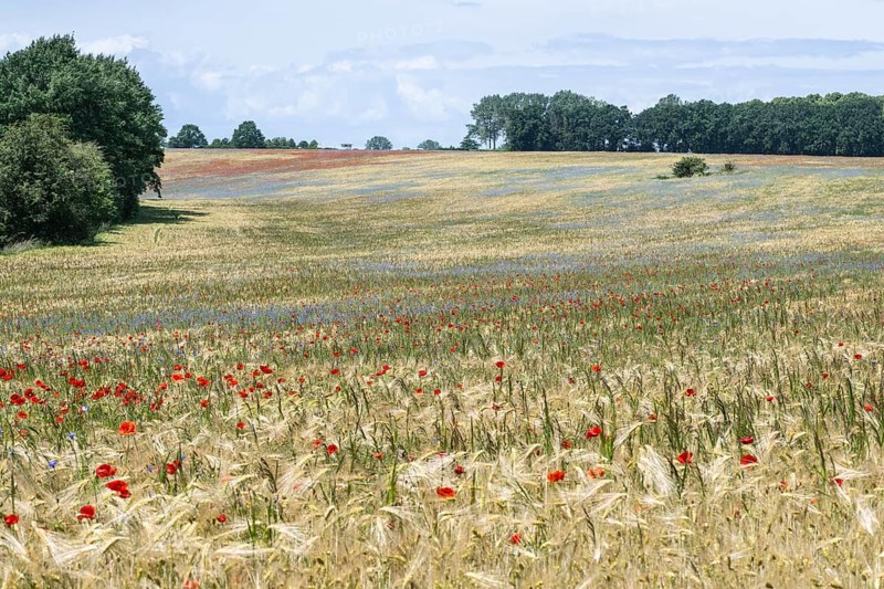 Poppy flower (Papaver Rhoeas) and cornflower (Centaurea cyanea), Mecklenburg-Vorpommern, Germany, Europe