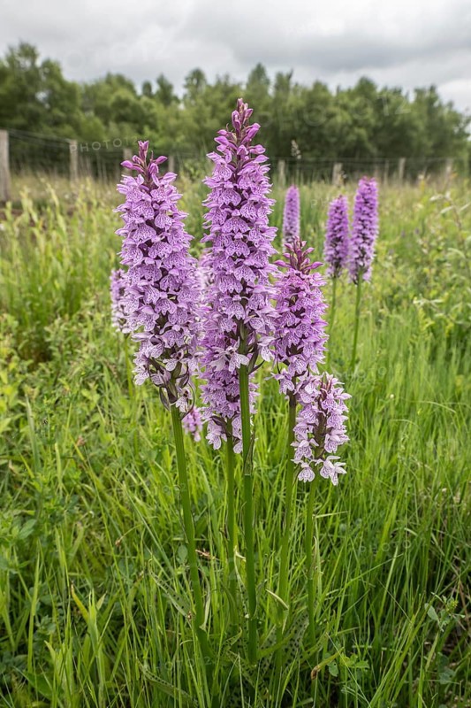 Southern marsh orchid (Dactylorhiza praetermissa), Emsland, Lower Saxony, Germany, Europe