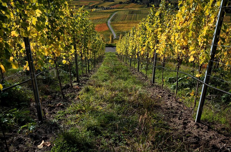 Vineyard, vines, vineyards, viticulture, autumn colouring, autumn, Kappelberg, Fellbach, Waiblingen, Baden-Württemberg, Germany, Europe