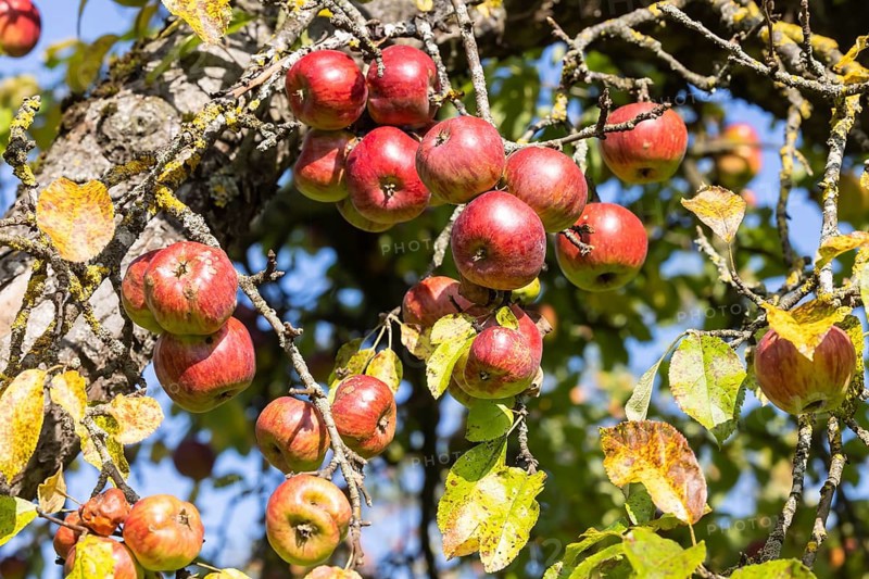 Orchard with apple tree near Herrenberg. The apple trees bear many fruits. Herrenberg, Baden-Württemberg, Germany, Europe