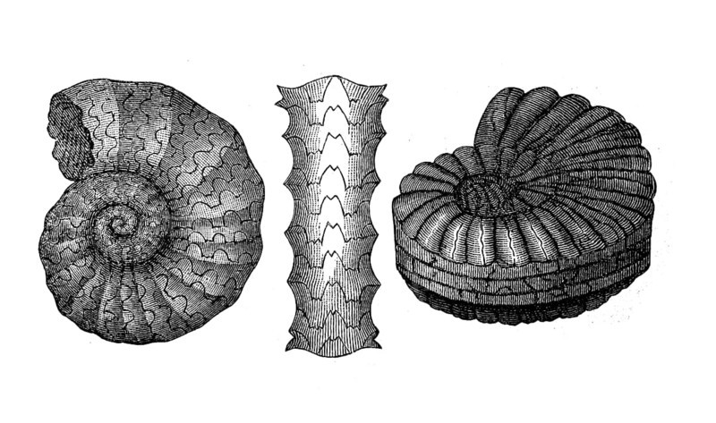 Arietites bucklandi, evolved ammonite (left) and Ceratites nodosus, early Mesozoic ammonite, fossilisation, illustration from 1885, historical, digital reproduction of an original from the 19th century