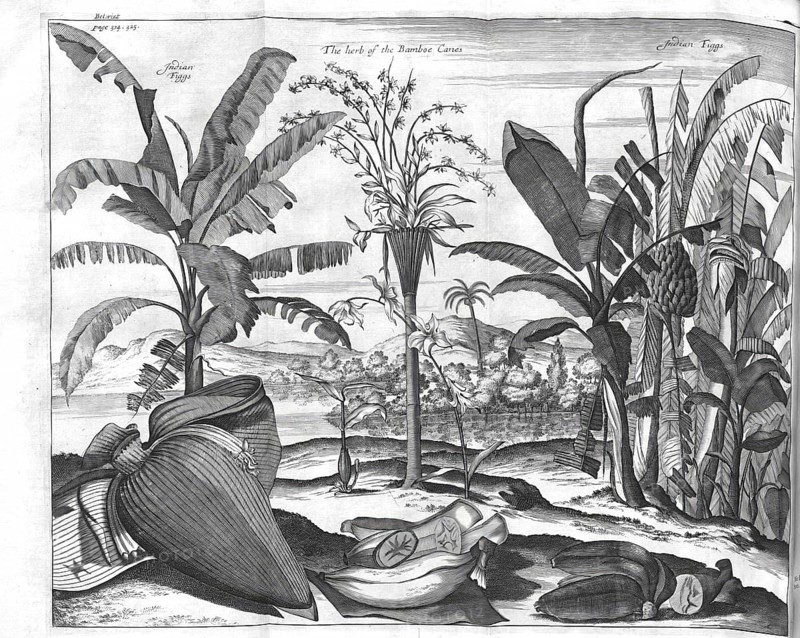 Indian Figgs, The herb of the Bamboe Canes, Figs and Bamboo Plants, Historic, digitally restored reproduction from a 19th century original, Record date not stated