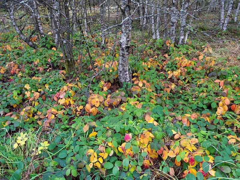 Moor Birch tree stems, (Betuls pubescens) with bramble plants in autumn colour, in the Rhön UNESCO Biosphere nature reserve, county Bavaria, German