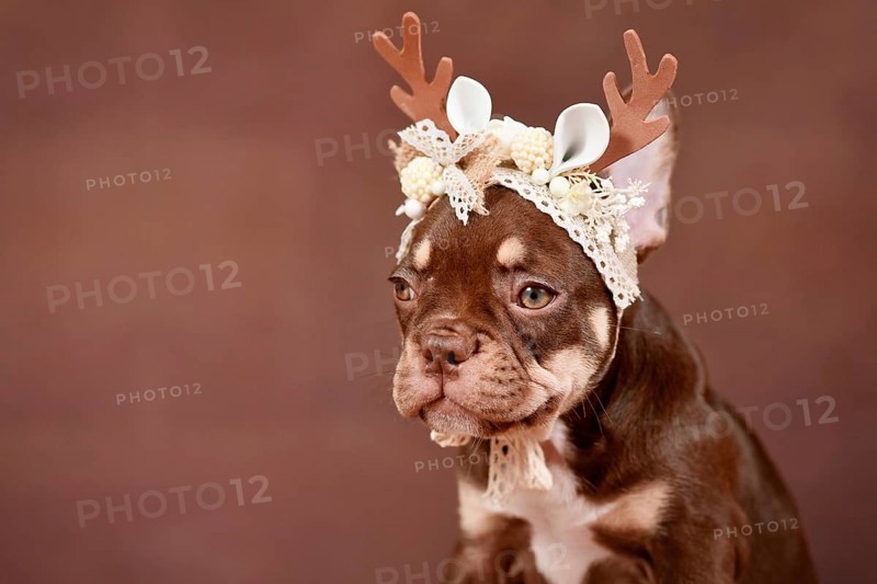 Mocca Orange Tan colored French Bulldog puppy with Christmas reindeer antlers in front of brown background