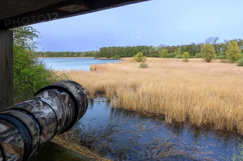 Telephoto lens, telelens of wildlife photographer pointing at lake and reed bed from bird hide in nature reserve Marais d'Harchies, Hainaut, Belgium, Europe