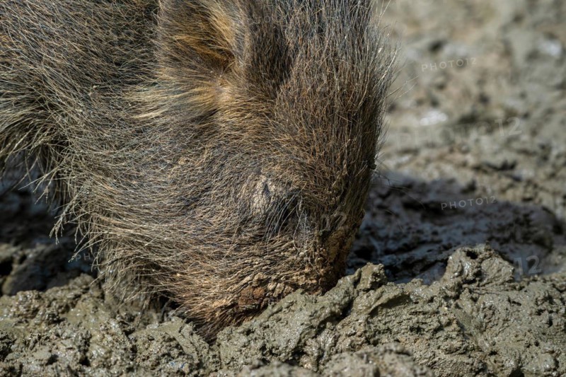 Wild boar (Sus scrofa) close-up of juvenile pig foraging with muddy snout digging in quagmire, mud pool in spring