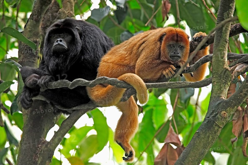 Black howler (Alouatta caraya), adult, female, male, pair, on tree, resting, South America