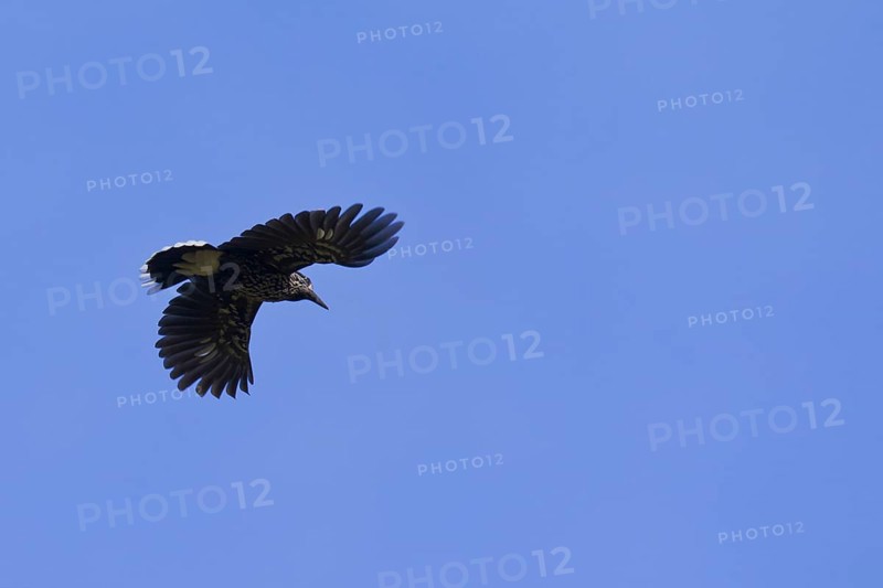 Spotted nutcracker, Eurasian nutcracker (Nucifraga caryocatactes) in flight in the Alps