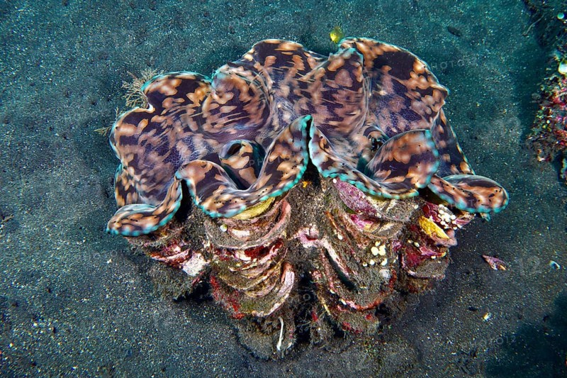 Giant clam, killer clam (Tridacna squamosa) with distinctive structure on sandy seabed, dive site USAT Liberty, Tulamben, Bali, Indonesia, Asia