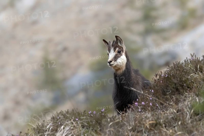 Chamois (Rupicapra rupicapra) fawn, young animal, Austria, Upper Austria, dead mountains, Europe