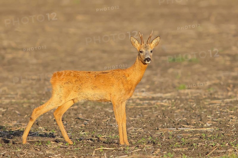 European roe deer (Capreolus capreolus), roebuck standing in a field after the rutting season, wildlife, morning light, roe deer, mammal, Baltic Sea island Fehmarn, East Holstein, Schleswig-Holstein, Germany, Europe