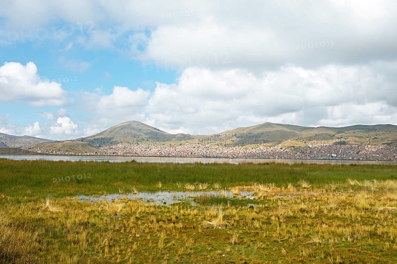 Lake Titicaca, in front reeds and Peruvian feather grass, behind Puno, Puno province, Peru, South America