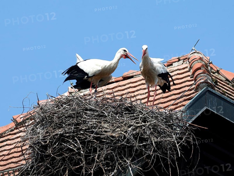 Storks in a nest on the stork tower in Zelt am Hammersbach. The stork tower is the town's landmark, 22 05 2023