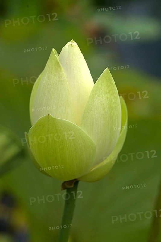 Lotus (Nelumbo), Botanical Garden, Erlangen, Middle Franconia, Bavaria, Germany, Europe