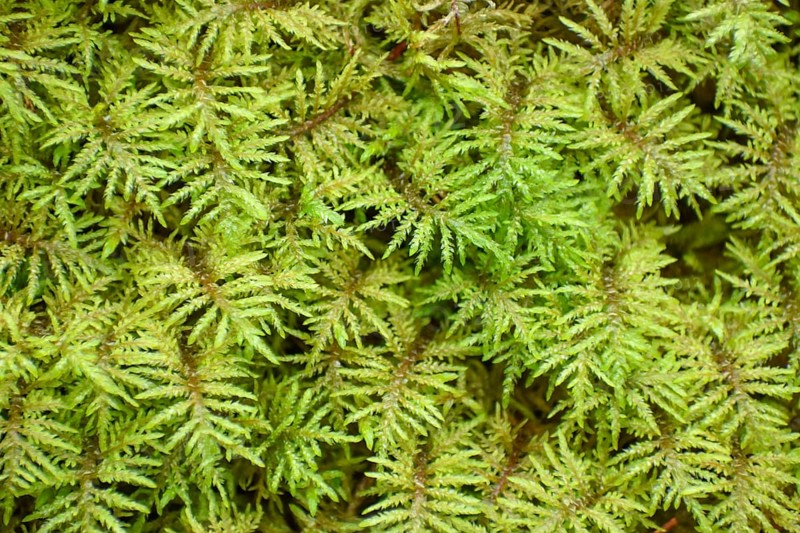 Stairstep moss (Hylocomium splendens) top view as nature background, Bavaria, Germany, Europe