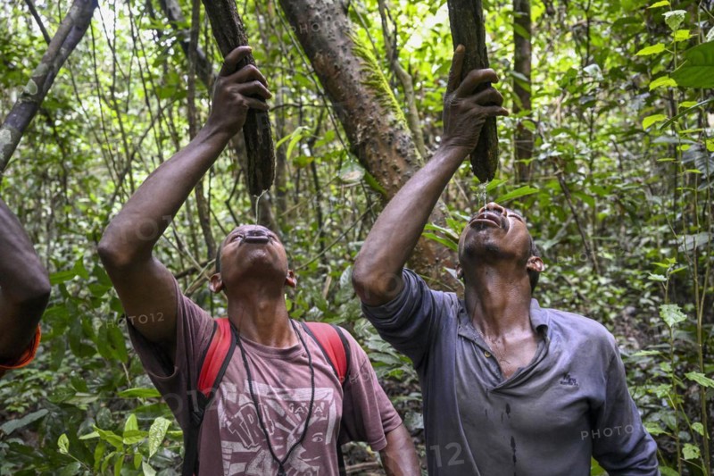 Pygmies of the Baka or BaAka people drinking water from cut branches, Dzanga-Sangha Special Dense Forest Reserve, Sangha-Mbaéré Prefecture, Central African Republic, Africa