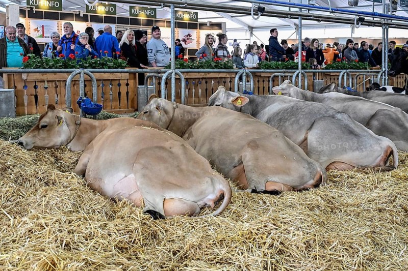 Dairy cows Jersey