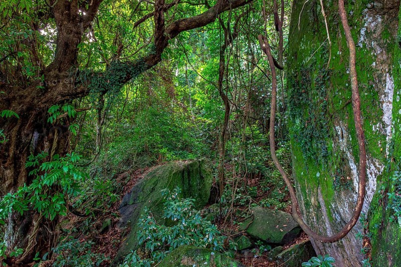 Crossing the interior of the dense Brazilian rainforest, Rio de Janeiro, Brazil, South America