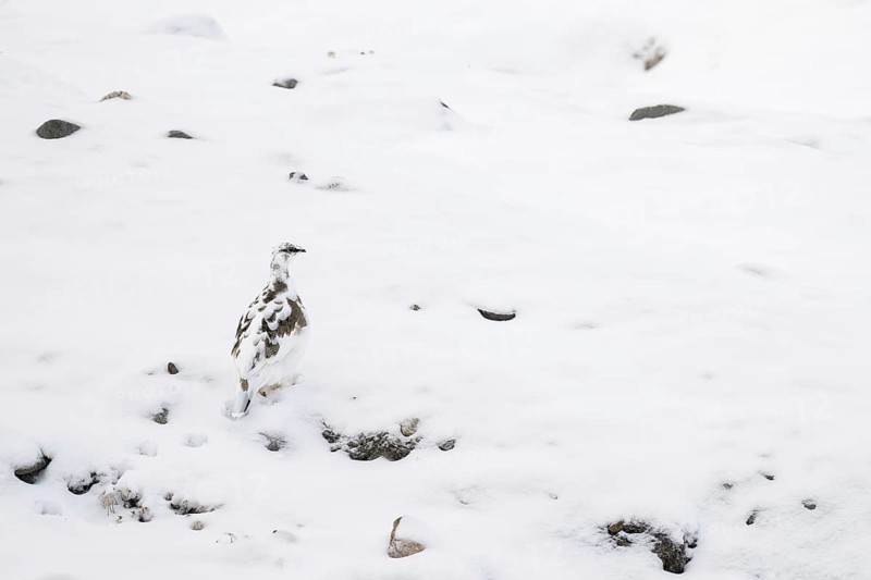 Rock ptarmigan (Lagopus muta) changing to winter snow coat, Hornbækpollen Bay, Liefdefjord, Svalbard and Jan Mayen archipelago, Norway, Europe
