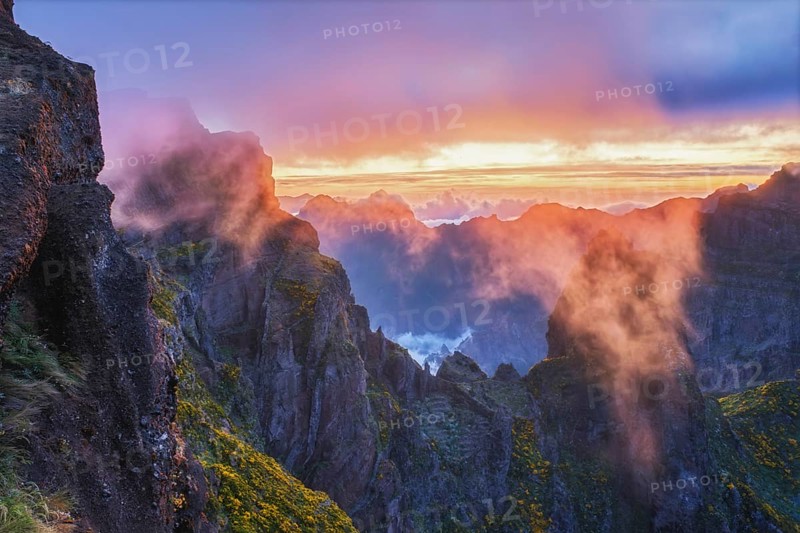 Mountains on sunset covered in fog and clouds with blooming Cytisus shrubs. Near Pico de Arieiro, Madeira island, Portugal, Europe