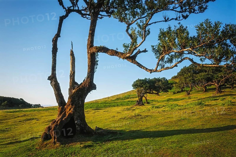 Centuries-old til trees in fantastic magical idyllic Fanal Laurisilva forest on sunset. Madeira island, Portugal, Europe