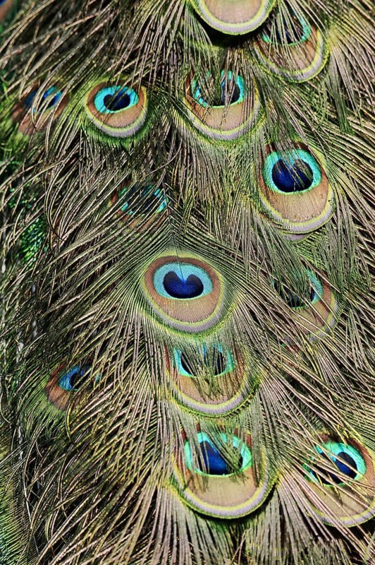 Indian peafowl (Pavo cristatus), ornamental feathers from male peacock, North Rhine-Westphalia, Germany, Europe