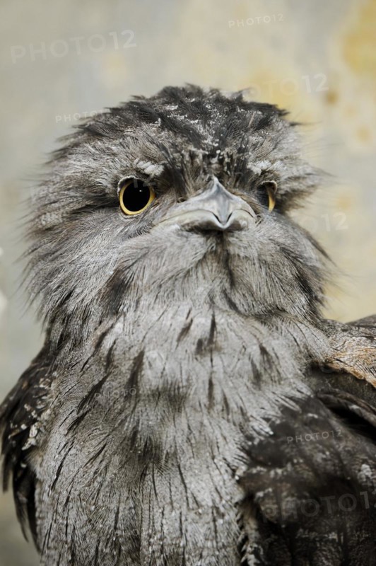 Tawny frogmouth (Podargus strigoides), portrait, captive, occurrence in Australia