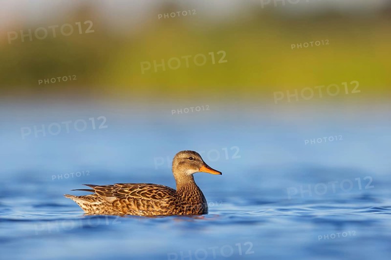 Gadwall, (Anas strepera), Mareca strepera, Wagbachniederung, Villafranca de los Caballeros, Baden-Württemberg, Federal Republic of Germany