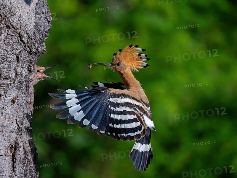 Hoopoe, (Upupa epops), approaching the breeding cave, with prey for young bird, family Hoopoes, formerly Raptors, Hides de El Taray / Lesser Kestr, Villafranca de los Caballeros, Castilla La Mancha / Toledo, Spain, Europe