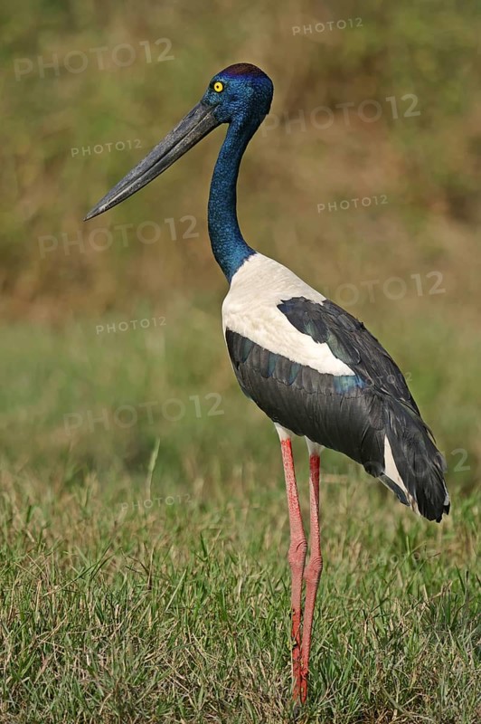 Black-necked stork (Ephippiorhynchus asiaticus), female, Keoladeo Ghana National Park, Rajasthan, India, Asia