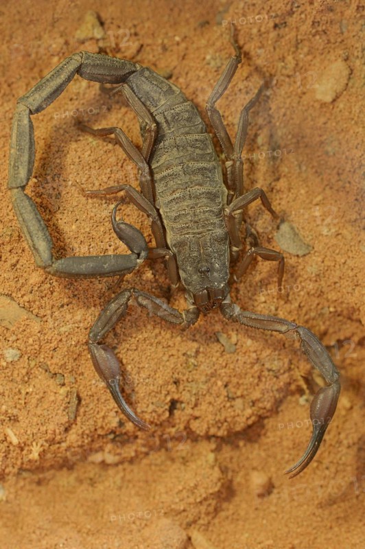 Slit scorpion or thin-tailed scorpion (Hadogenes spec.), captive, occurring in Africa