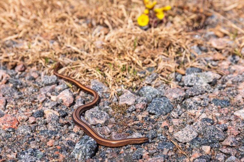 Slow worm (Anguis fragilis) on the ground a sunny spring day