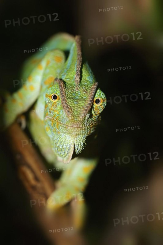 Veiled chameleon (Chamaeleo calyptratus), female, captive, occurring in the Arabian Peninsula