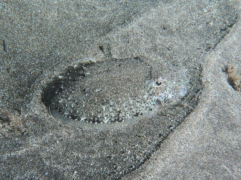 A juvenile Common cuttlefish (Sepia officinalis) lies perfectly camouflaged on the sand of the seabed. Dive site Playa, Los Cristianos, Tenerife, Canary Islands, Spain, Europe