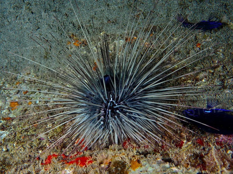 A diadem sea urchin (Diadema antillarum) with long spines sits on a lava rock. Dive site Playa, Los Cristianos, Tenerife, Canary Islands, Spain, Europe