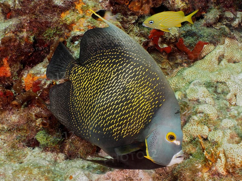 Large, dark grey tropical fish with yellow spots, French angelfish (Pomacanthus paru), swimming over a coral reef. Dive site John Pennekamp Coral Reef State Park, Key Largo, Florida Keys, Florida, USA, North America