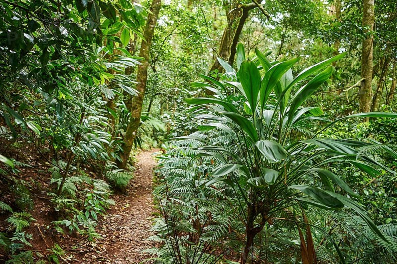 Landscape of a little walking path going through the rainforest in spring, Lamington National Park, Queensland, Australia, Oceania
