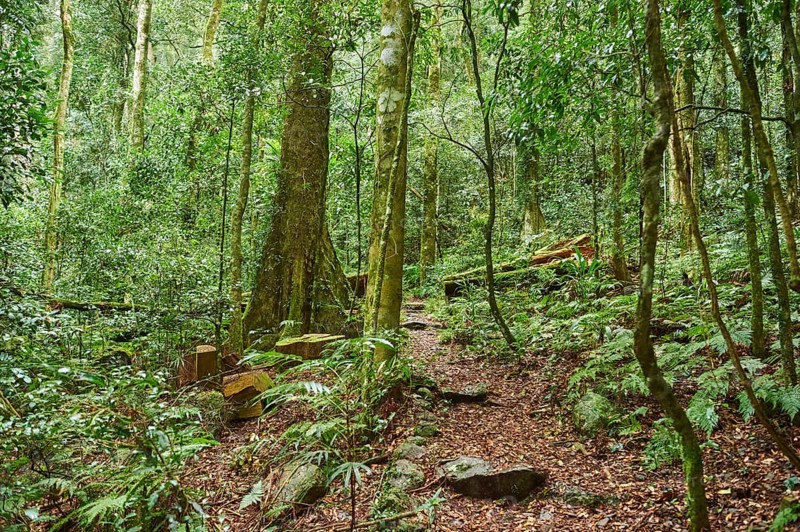 Landscape of a little walking path going through the rainforest in spring, Lamington National Park, Queensland, Australia, Oceania