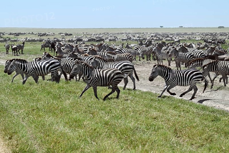 Large group of zebras (Equus burchelli) with blue wildebeests (Connochaetes taurinus), Serengeti National Park, Tanzania, Africa