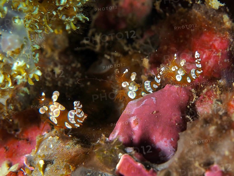 Small spotted shrimp, hollow-backed shrimp (Thor amboinensis), in red and green surroundings, dive site Gondol West, Penyapangan, Bali, Indonesia, Asia