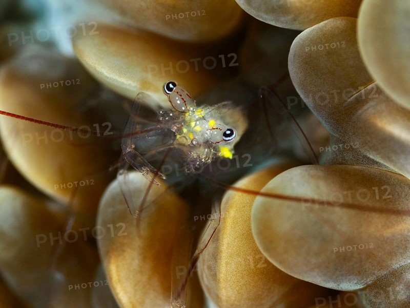 Transparent shrimp with flowing patterns, Smit's bladder coral shrimp (Palaemonella smiti), on bladder coral, dive site Spice Reef, Penyapangan, Bali, Indonesia, Asia