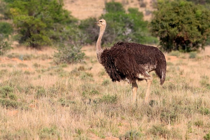 South African ostrich (Struthio camelus australis), common ostrich, adult, female, foraging, Mountain Zebra National Park, Eastern Cape, South Africa, Africa