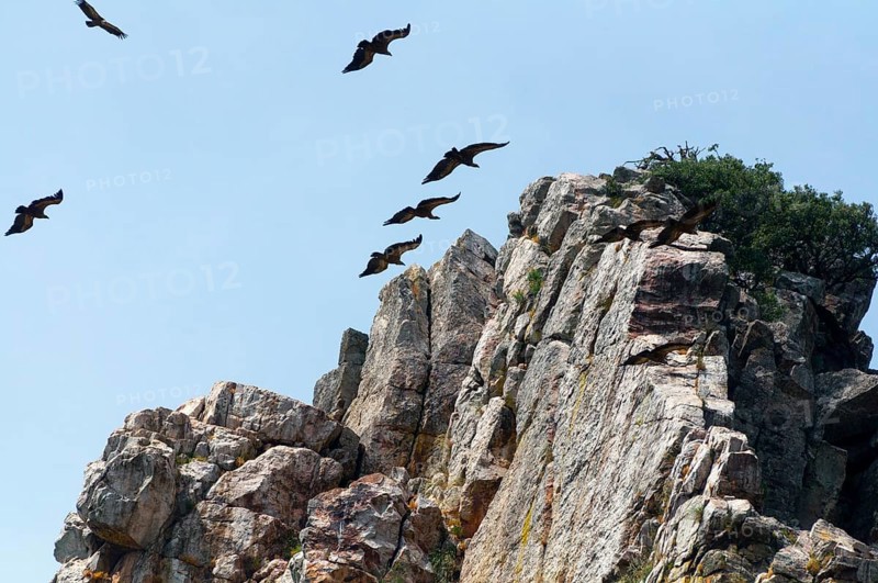 Rock formation with several flying birds in the clear sky, griffon vulture (Gyps fulvus), Salto del Gitano, Tagus River, Tagus River, Monfragüe National Park, Cáceres, Caceres, Extremadura, Spain, Europe