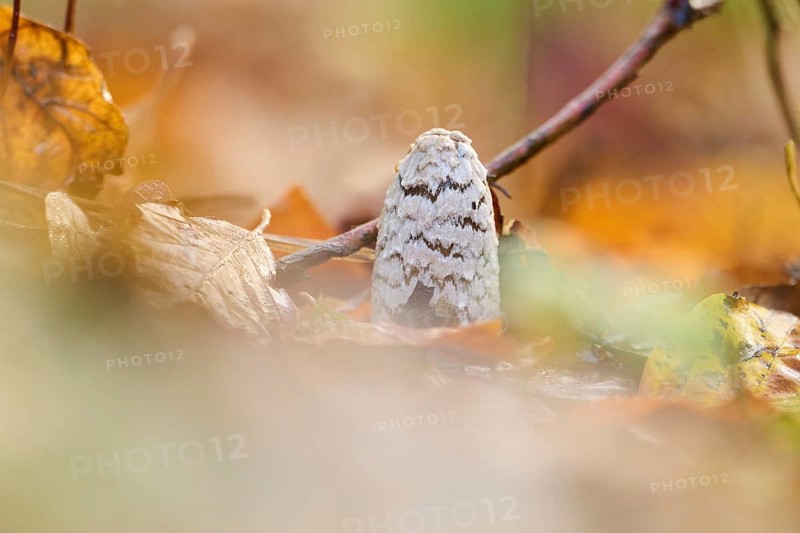 Magpie mushroom (Coprinopsis picacea) growing in a forest in autmn, Bavaria, Germany, Europe
